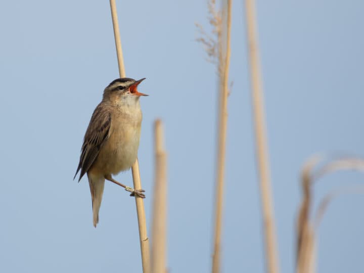 Sävsångare fotad i Upplands-Bro