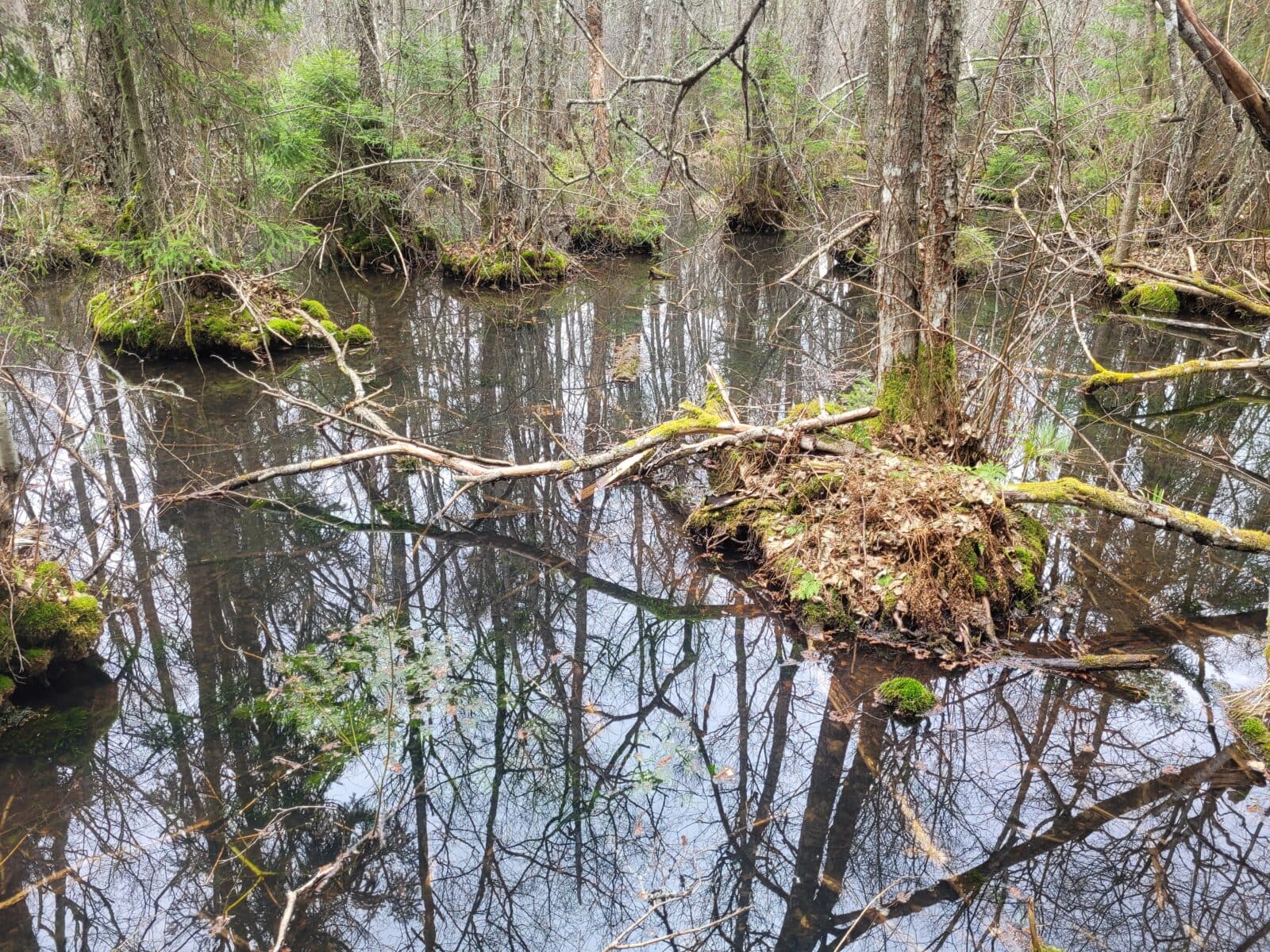 Bild från Lillsjön-Örnäs