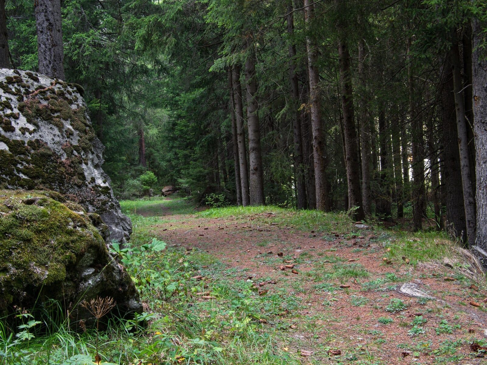 Bild på stig i barrskog