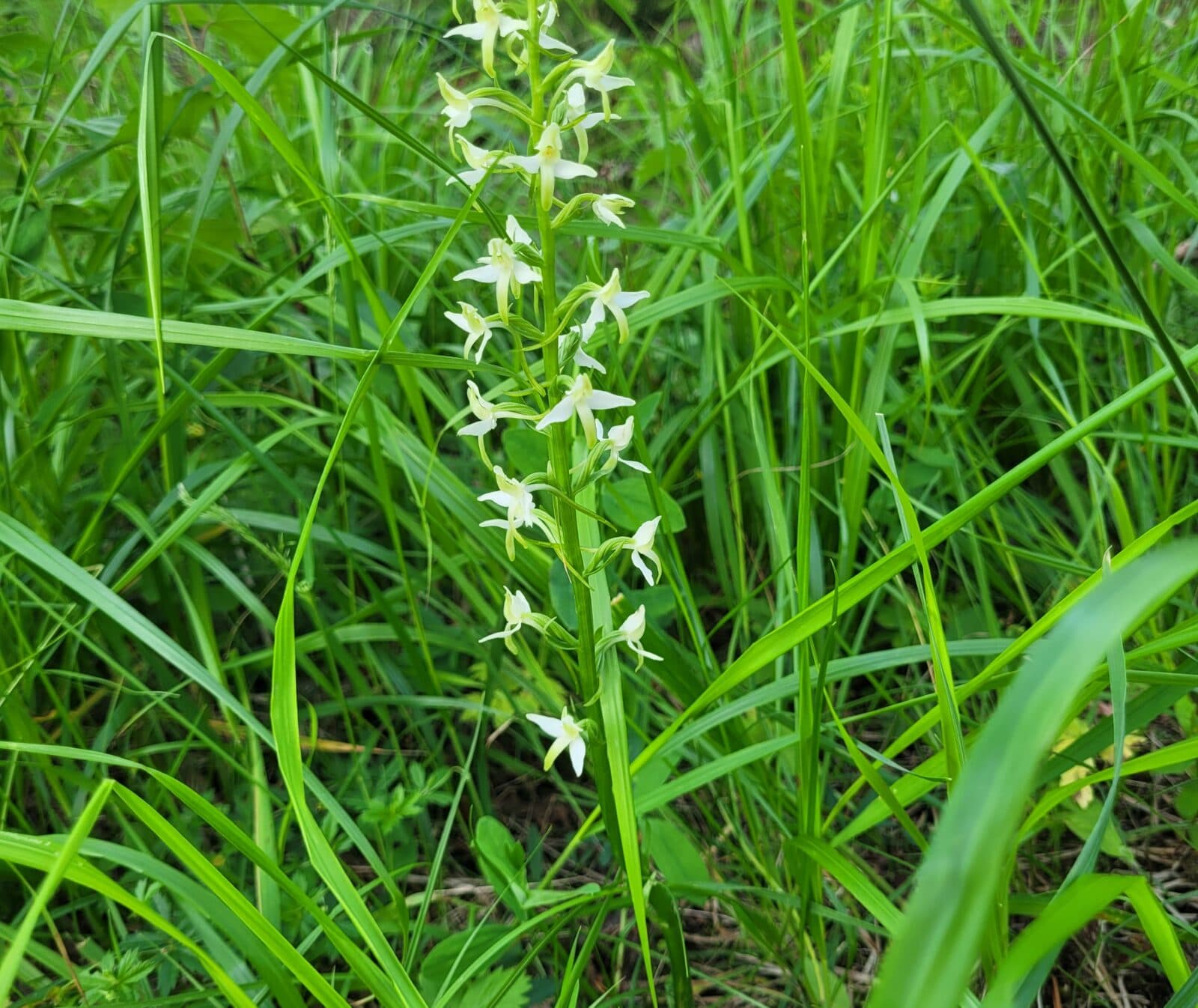 Nattviol