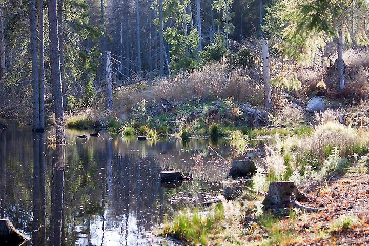 Naturtips – Våtmark i Lejondal